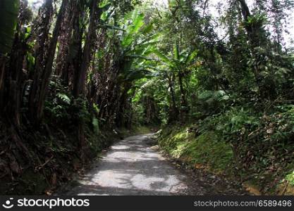 Road through the tropical forest near Tanah Rata, Malaysia