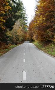 Road throuhg autumn forest