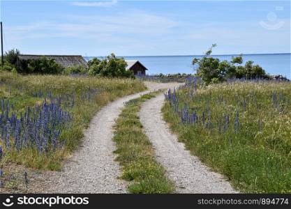 Road to the Baltic Sea with blossom blueweed flowers at the island Oland