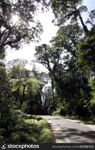 Road to the crater Kawah Putih in Indonesia