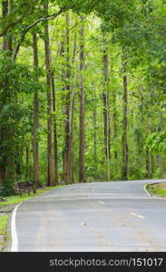 Road to the nature forest