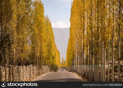 Road towards Khaplu among yellow leaves poplar trees in autumn. Ghowari village, Skardu. Gilgit Baltistan, Pakistan.