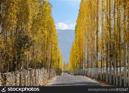 Road towards Khaplu among yellow leaves poplar trees in autumn. Ghowari village, Skardu. Gilgit Baltistan, Pakistan.
