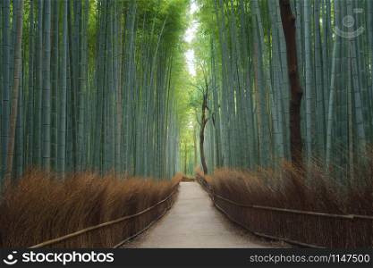 Road trail or path way at Japanese Bamboo Forest at Arashiyama in travel holidays vacation trip outdoors in Kyoto, Japan. Tall trees in natural park. Nature landscape background.