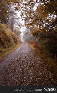 road with brown trees in autumn in the mountain, autumn colors in the nature