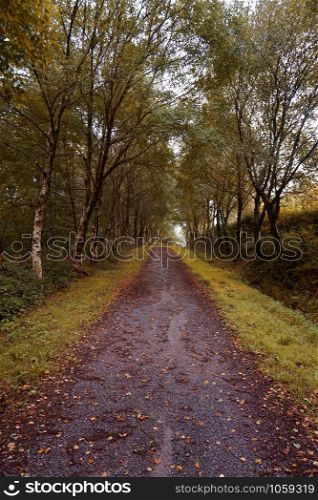road with brown trees in the mountain, autumn colors in the nature