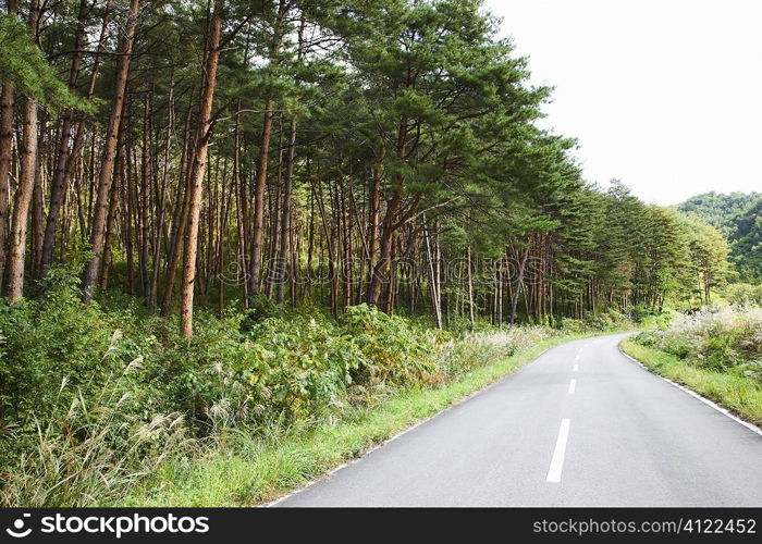 Road with forest