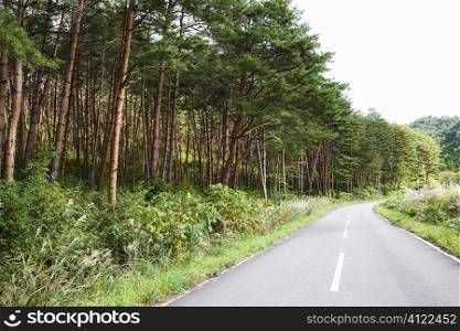 Road with forest
