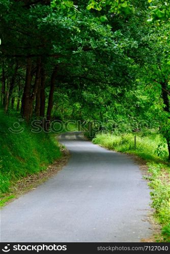 road with green trees in the mountain in autumn