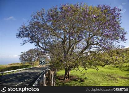 Road with Jacaranda tree blooming with purple flowers in Maui, Hawaii.