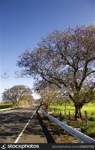 Road with Jacaranda tree blooming with purple flowers in Maui, Hawaii.