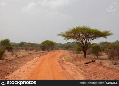 Road with red soil, landscape in Afrika, on safari in Kenya