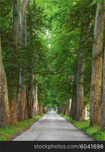 road with trees on fresh summer morning in beautiful alley