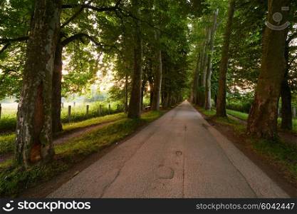 road with trees on fresh summer morning in beautiful alley