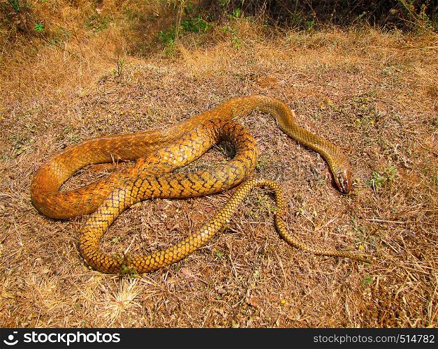 Roadkill- Rat Snake, Bhimashakar, Maharashtra, India