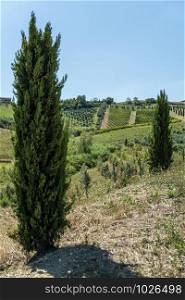 Roads, hills and agricultural land in Italy. Landscape with cypresses and vineyards. Sunny day.