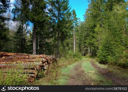 Roadside timber stack at spring in a spruce forest in the povince Smanland Sweden