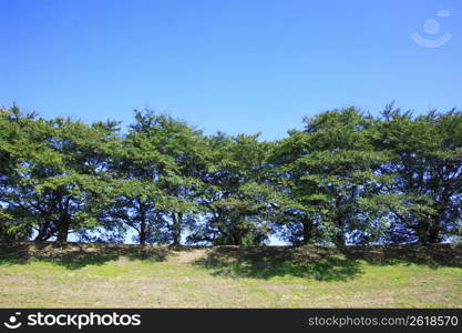 Roadside trees