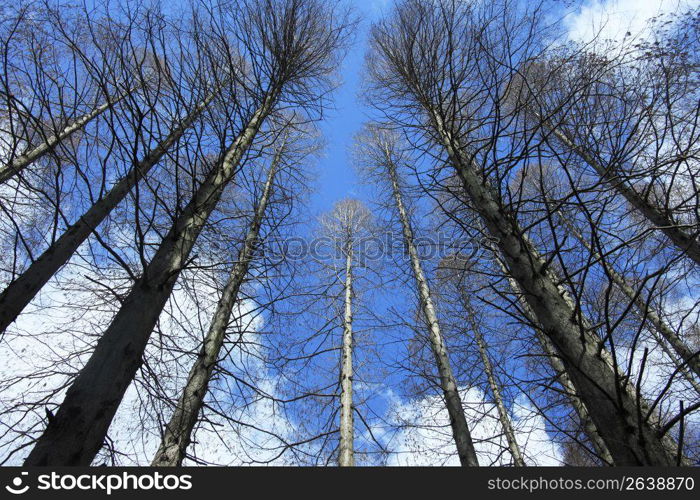 Roadside trees