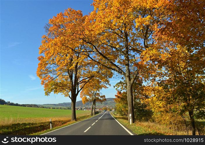 Roadway with trees in autumn