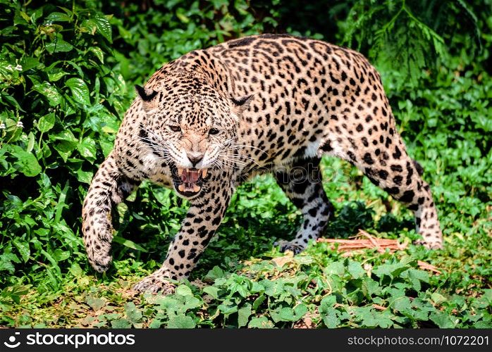 Roar tiger leopard jaguar animal wildlife hunting / beautiful jaguar walking in jungle looking food stalking follow its prey in the forest national park