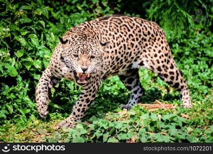 Roar tiger leopard jaguar animal wildlife hunting / beautiful jaguar walking in jungle looking food stalking follow its prey in the forest national park