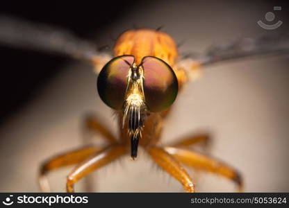 Robber fly macro