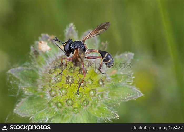 robber fly perching on a blossom