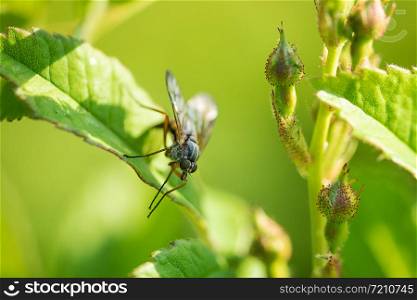 robber fly perching on a leaf