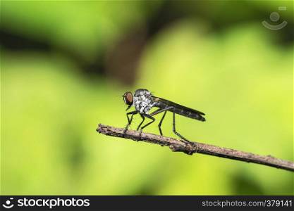 Robberfly also called assassin flies, Kas Plateau, Satara, Maharashtra, India. Robberfly also called assassin flies, Kas Plateau, Satara, Maharashtra, India.
