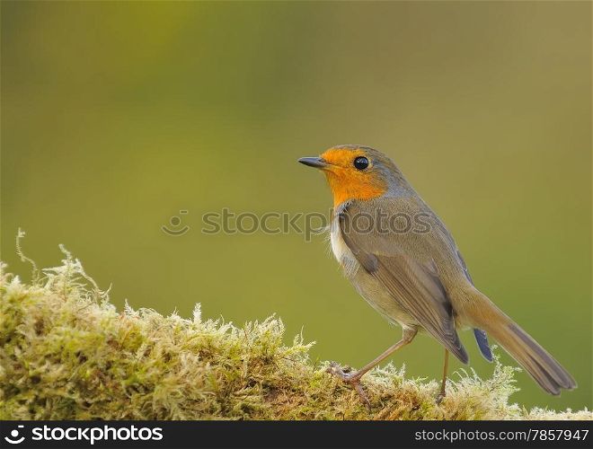 Robin, erithacus rubecula perched on a log with moss&#xA;