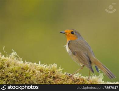 Robin, erithacus rubecula perched on a log with moss&#xA;