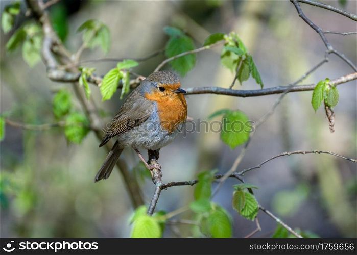 Robin looking alert in a tree on a cold spring day