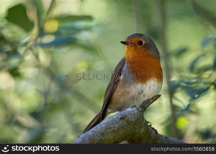 Robin looking alert in a tree on a summer day