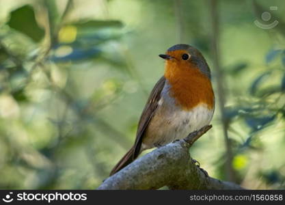 Robin looking alert in a tree on a summer day