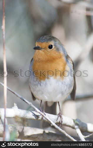 Robin perched on a branch