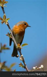 Robin Red Breast, perched against blue sky