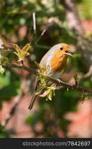 Robin Red Breast, singing its refrain.