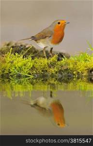 Robin reflected in the water of the pond.&#xA;