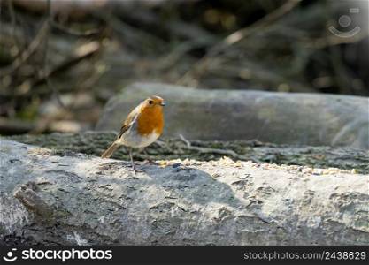 Robin standing on a log in springtime