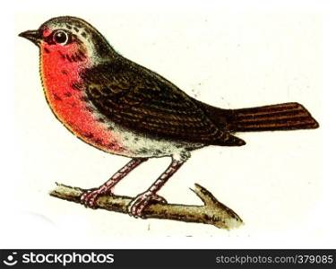 Robin, vintage engraved illustration. From Deutch Birds of Europe Atlas.
