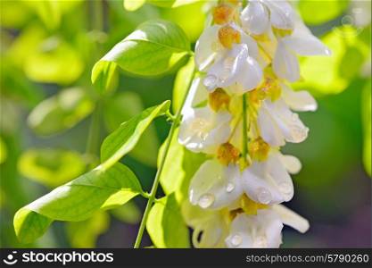 robinia honey with acacia blossoms in nature
