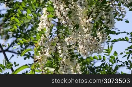 Robinia pseudoacacia.Acacia tree