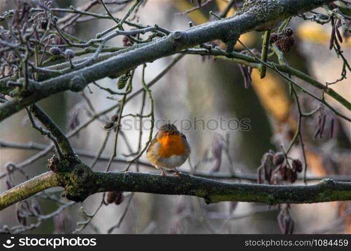 Robins on branch frontal. Robins on branch