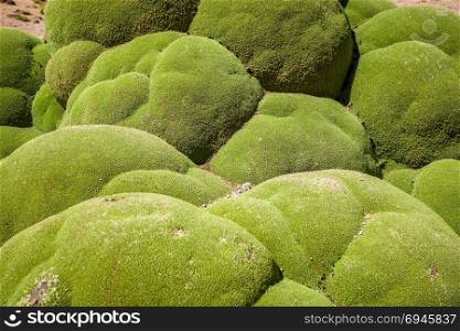 Rock covered with green moss in Bolivian sud lipez, close-up view. Rock covered with moss in Bolivian sud lipez