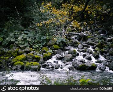 Rock covered with moss and river flowing in mountain from Ryu Sei waterfall, Hokkaido, japan. Nature landscape.