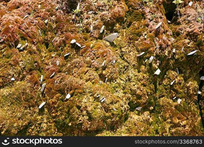 Rock covered with moss background