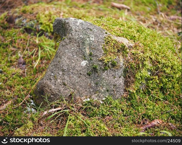 rock covered with moss in the forest