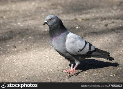 Rock dove on asphalt city park alley background