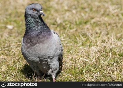 Rock feral pigeon dove